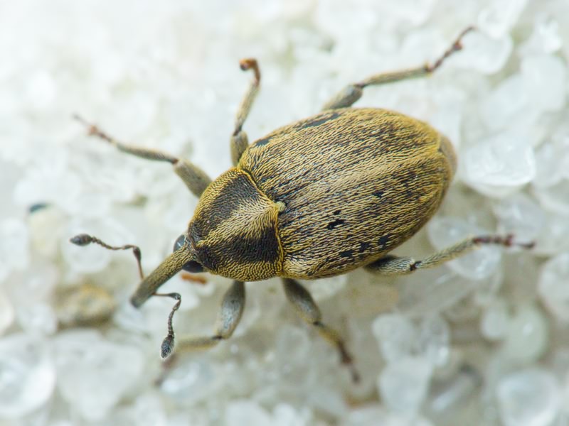 Sibinia pellucens (Scopoli, 1772)